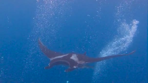 Increíble buceo con los grandes rayos manta fuera de la isla Socorro en el océano Pacífico. México. . — Vídeos de Stock
