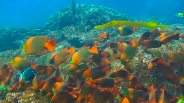 ソコロ島太平洋沖クラリオンの魚とダイビングを驚くほどです。メキシコ. — ストック動画