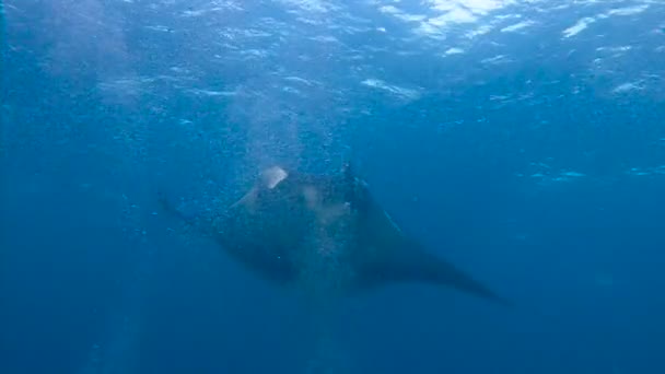 Increíble buceo con los grandes rayos manta fuera de la isla Socorro en el océano Pacífico. México. . — Vídeos de Stock