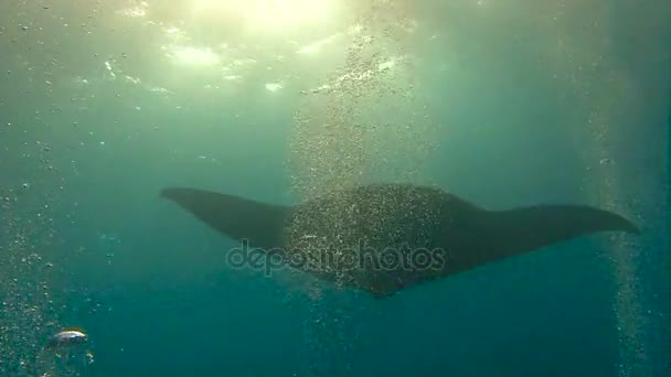 Erstaunliches Tauchen mit den großen Mantarochen vor der Insel Socorro im Pazifik. Mexiko. — Stockvideo