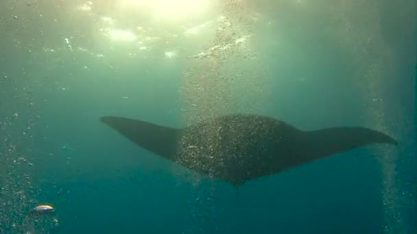 Úžasné potápění s velkým manta paprsky Socorro ostrova v Tichém oceánu. Mexiko. — Stock video