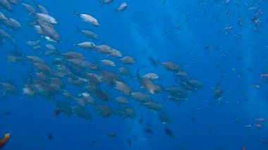 Harika dalış Adası Roca Partida kapalı. Meksika yakınlarında Pasifik Okyanusu'nda dalış.