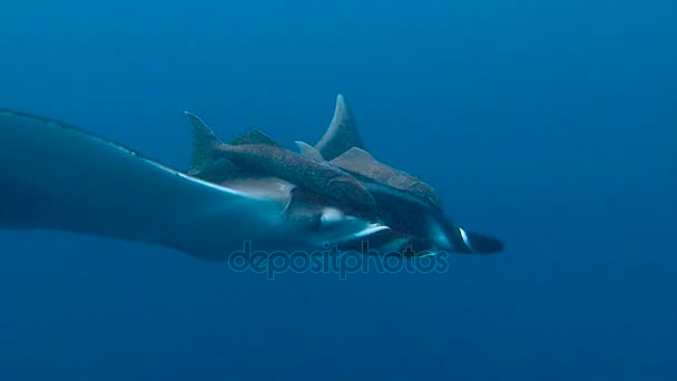 Amazing diving with the big manta rays off Socorro island in the Pacific ocean. Mexico. — Stock Video