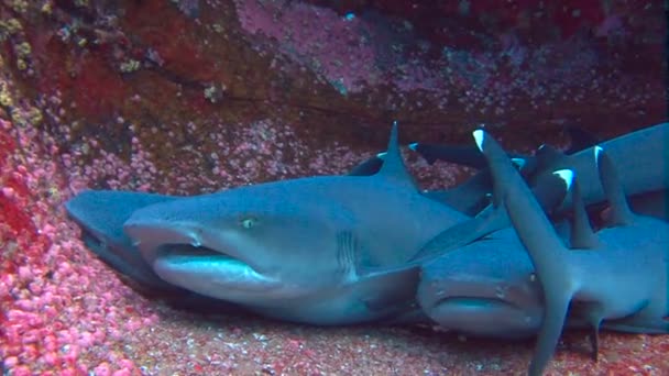 Fantastische duiken met haaien uit de eiland van Roca Partida. Duiken in de Stille Oceaan in de buurt van Mexico. — Stockvideo