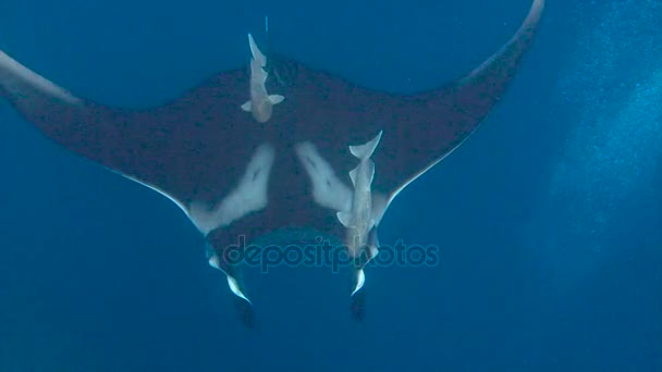 Amazing duiken met de grote manta rays Socorro eiland in de Stille Oceaan. Mexico. — Stockvideo