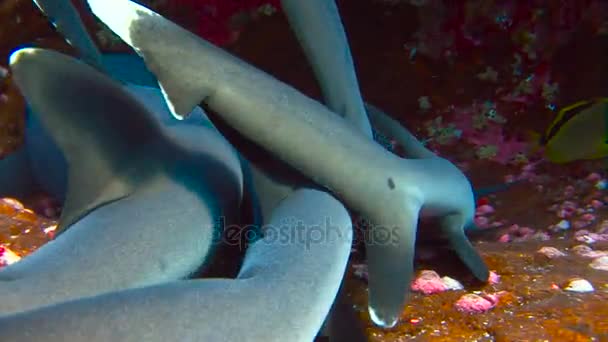 Fantastyczne nurkowania z rekinami off wyspa Roca Partida. Nurkowanie na Pacyfiku w pobliżu Meksyk. — Wideo stockowe
