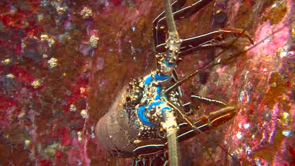 Fantastic dive with lobsters and sharks off the island of ROCA Partida. Diving in the Pacific ocean near Mexico. — Stock Video