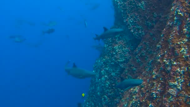 Fantástica inmersión con tiburones fuera de la isla de ROCA Partida. Buceo en el Océano Pacífico cerca de México . — Vídeos de Stock