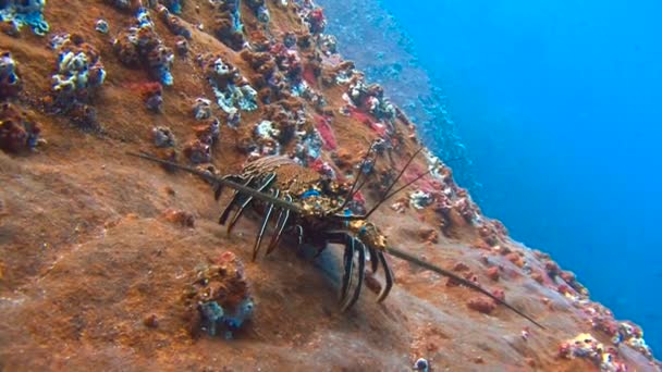 Φανταστική κατάδυση από το νησί της Roca ΠΑΡΤΙΔΑ. Κατάδυση στον Ειρηνικό Ωκεανό κοντά στο Μεξικό. — Αρχείο Βίντεο