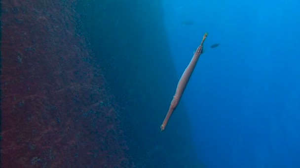 Fantástico mergulho na ilha de ROCA Partida. Mergulho no Oceano Pacífico perto do México . — Vídeo de Stock