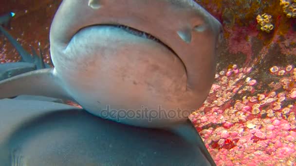 奇妙的潜水与鲨鱼掉 Roca 类似奴隶制岛。在墨西哥附近的太平洋沿岸潜水. — 图库视频影像