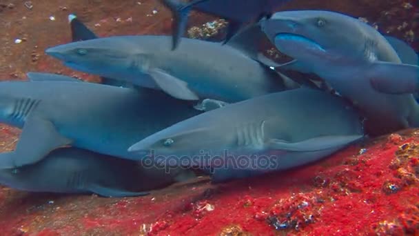 Прыжок в воду с акулами у острова Рока-Рида. Дайвинг в Тихом океане рядом с Мексикой . — стоковое видео