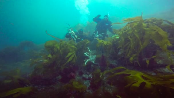 Захватывающее подводное плавание в холодном Баренцевом море. Арктический океан Россия . — стоковое видео