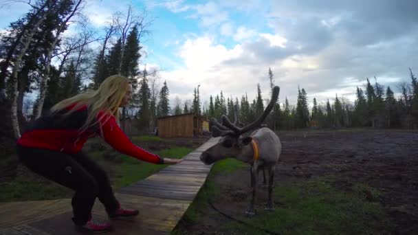 Reindeer. Kola Peninsula. Russia. — Stock Video