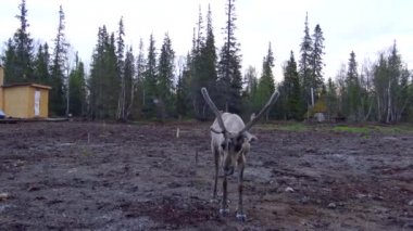  Ren geyiği. Kola Yarımadası. Rusya.