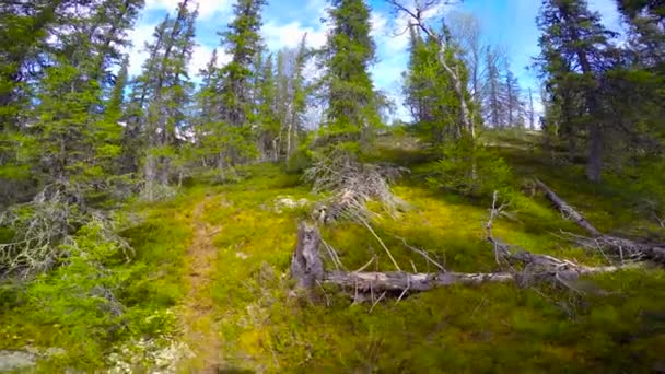 Caminhos pedestres no vale do lago Lovozero. Península de Kola. Rússia . — Vídeo de Stock