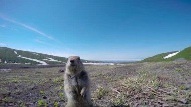  Kamçatka Yarımadası yolculuk. Saf Amerikan alan köpekler. Rusya.