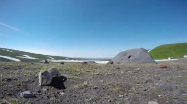  Kamçatka Yarımadası yolculuk. Saf Amerikan alan köpekler. Rusya.