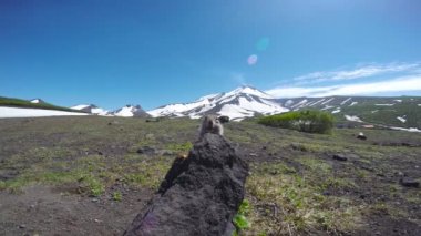  Kamçatka Yarımadası yolculuk. Saf Amerikan alan köpekler. Rusya.