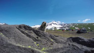  Kamçatka Yarımadası yolculuk. Saf Amerikan alan köpekler. Rusya.