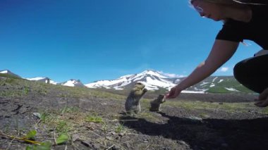  Kamçatka Yarımadası yolculuk. Saf Amerikan alan köpekler. Rusya.
