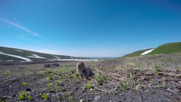 Viaje a la península de Kamchatka. Perros de campo estadounidenses creíbles. Rusia . — Vídeos de Stock