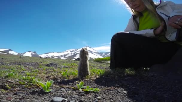 Reise zur Halbinsel Kamtschatka. Leichtgläubige amerikanische Feldhunde. Russland. — Stockvideo