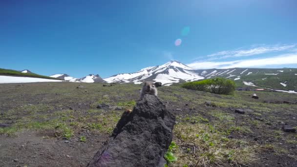 Viaje a la península de Kamchatka. Perros de campo estadounidenses creíbles. Rusia . — Vídeo de stock