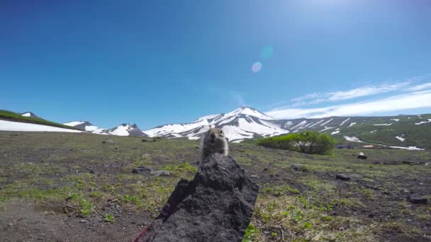 Reis naar het Russische schiereiland Kamtsjatka. Onnozel Amerikaanse veld honden. Rusland. — Stockvideo