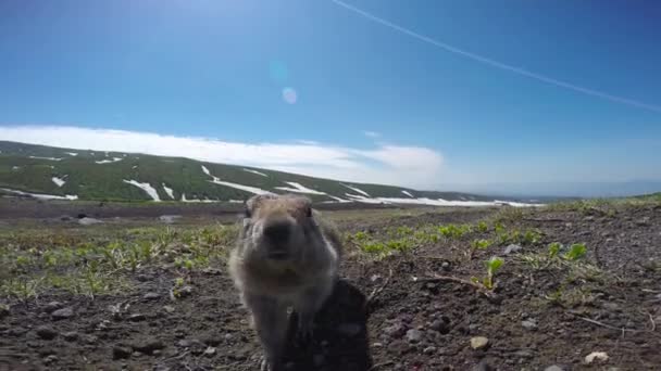 Reis naar het Russische schiereiland Kamtsjatka. Onnozel Amerikaanse veld honden. Rusland. — Stockvideo