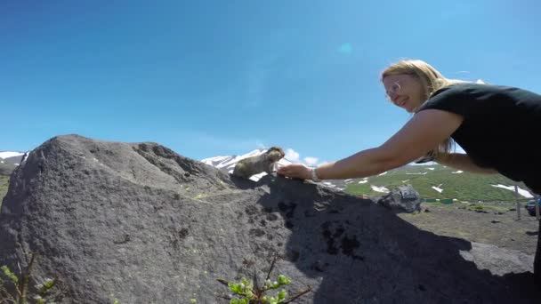 Viaggio nella penisola di Kamchatka. Cani da campo americani creduloni. Russia . — Video Stock