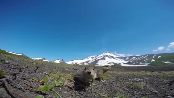 Viaje a la península de Kamchatka. Perros de campo estadounidenses creíbles. Rusia . — Vídeo de stock