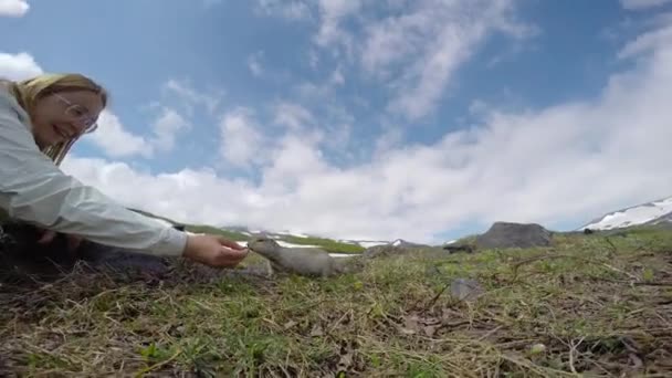 Viaggio nella penisola di Kamchatka. Cani da campo americani creduloni. Russia . — Video Stock