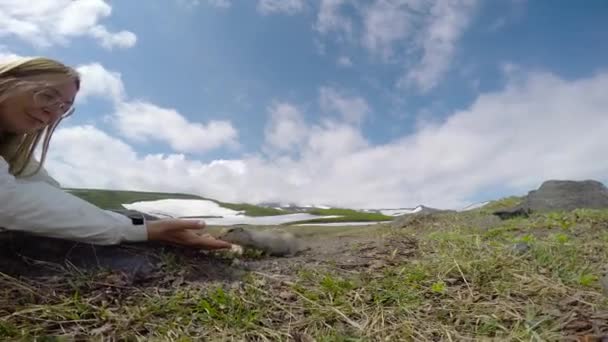 Viaggio nella penisola di Kamchatka. Cani da campo americani creduloni. Russia . — Video Stock