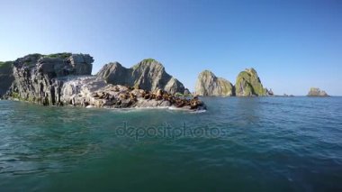 Kamçatka Yarımadası deniz Safari yolculuk. Deniz Aslanları.