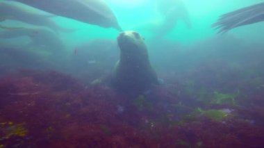 Büyüleyici sualtı deniz aslanları Kamçatka Yarımadası kapalı Pasifik Okyanusu'nda dalış. Rusya.
