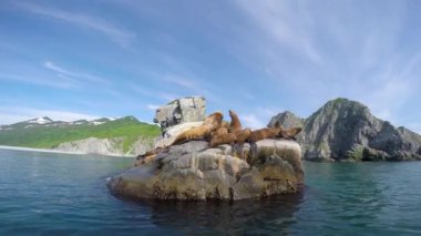 Kamçatka Yarımadası deniz Safari yolculuk. Deniz Aslanları.