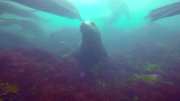 Fascinerende onderwater duiken met zeeleeuwen in de Stille Oceaan uit het schiereiland Kamtsjatka. Rusland. — Stockvideo