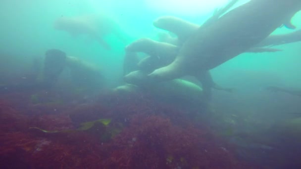 Захватывающее подводное плавание с морскими львами в Тихом океане у полуострова Камчатка. Россия . — стоковое видео