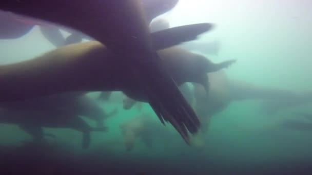 Συναρπαστική υποβρύχια κατάδυση με θαλάσσια λιοντάρια στον Ειρηνικό Ωκεανό ανοικτά τη χερσόνησο Καμτσάτκα. Ρωσία. — Αρχείο Βίντεο