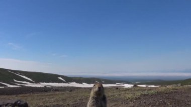 Kamçatka Yarımadası yolculuk. Saf Amerikan alan köpekler. Rusya.