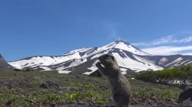 Kamçatka Yarımadası yolculuk. Saf Amerikan alan köpekler. Rusya.