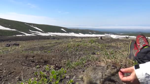 Viaje a la península de Kamchatka. Perros de campo estadounidenses creíbles. Rusia . — Vídeo de stock