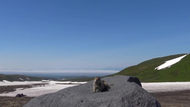 Viaje a la península de Kamchatka. Perros de campo estadounidenses creíbles. Rusia . — Vídeo de stock
