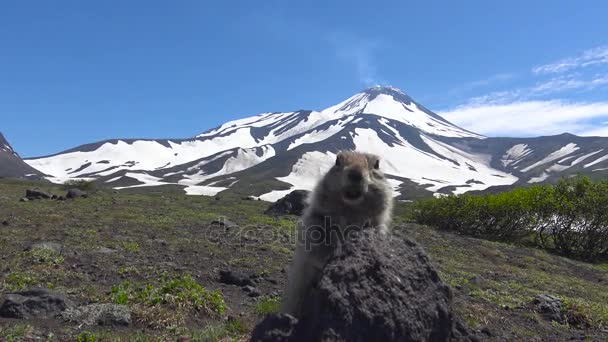 Viaje a la península de Kamchatka. Perros de campo estadounidenses creíbles. Rusia . — Vídeos de Stock