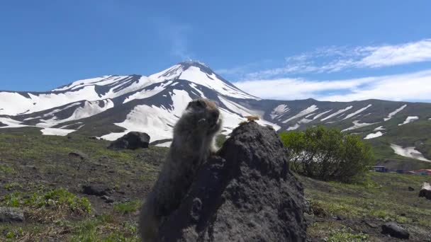 Journey to Kamchatka Peninsula. Gullible American field dogs. Russia. — Stock Video