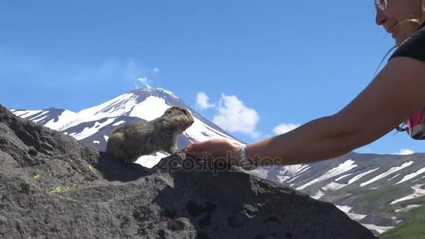 カムチャッカ半島への旅。だまされやすいアメリカ フィールド犬。ロシア. — ストック動画