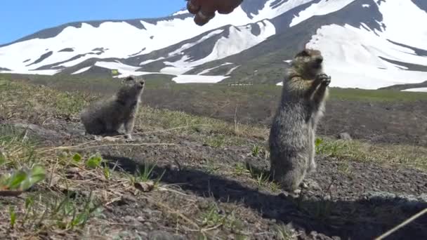 Journey to Kamchatka Peninsula. Gullible American field dogs. Russia. — Stock Video