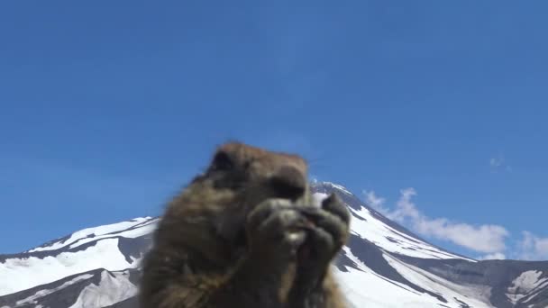 Viaje a la península de Kamchatka. Perros de campo estadounidenses creíbles. Rusia . — Vídeo de stock