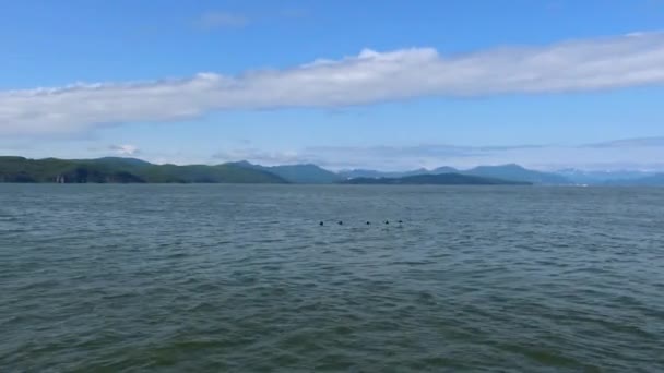 Sea Safari viagem ao longo da Península de Kamchatka. Rússia . — Vídeo de Stock